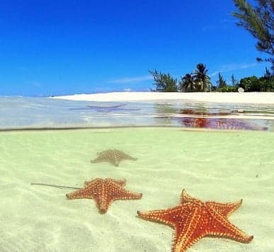 Starfish Point. Red cushion starfish resting on white sand in shallow turquoise water, palms on the beach above.